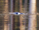 Platypus Tasmania